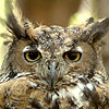 Hoolia - Great Horned Owl